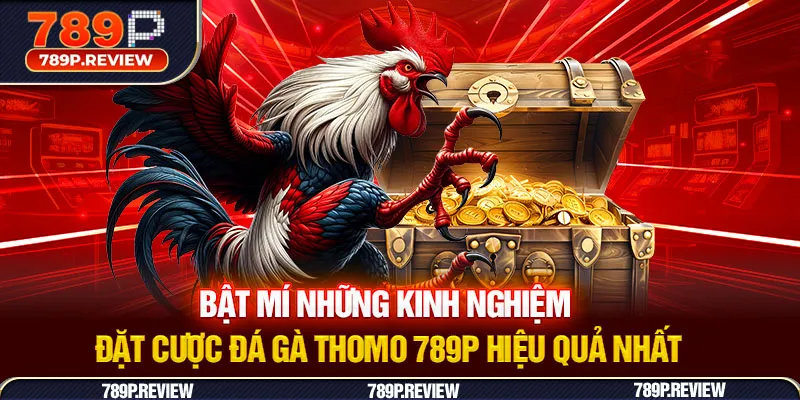 Bật mí những kinh nghiệm đặt cược đá gà Thomo 789P hiệu quả nhất